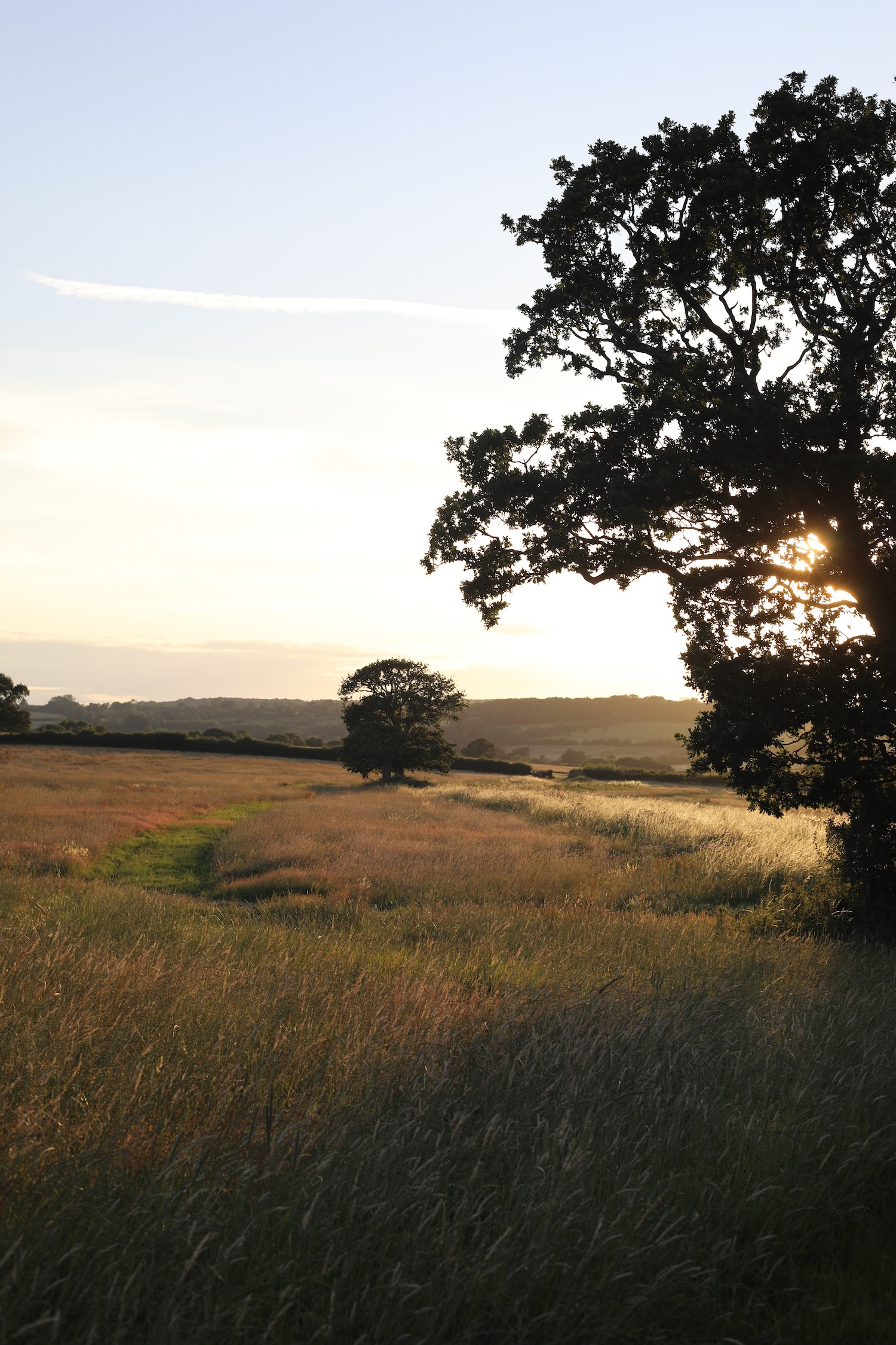 sunset across a field with trees in the foreground and background