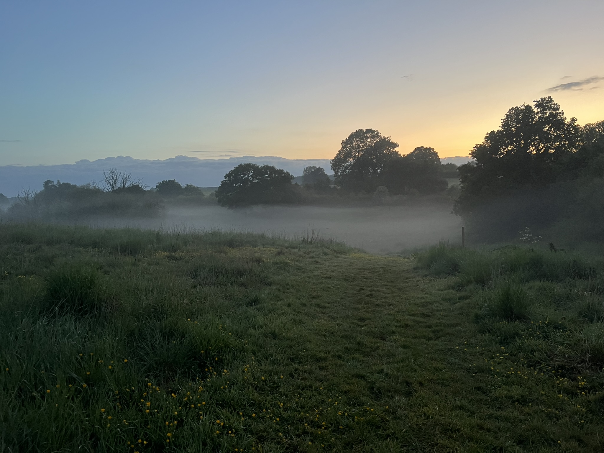 Meadow landscape at dusk with mist