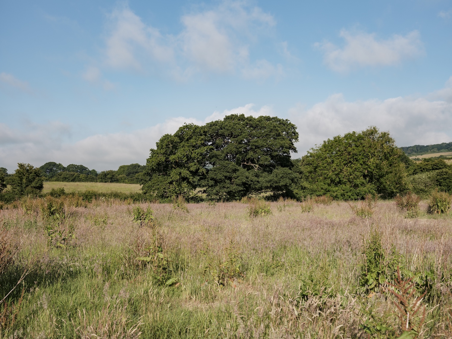 Countryside view